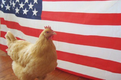 Mae Poulet Chicken hen Charlotte Laws politician